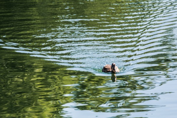 Trakai-Litauen - (c) L Lammers.jpg